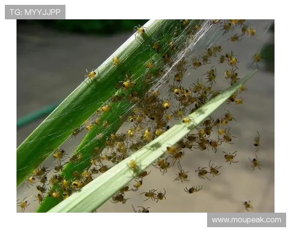 小蜘蛛的警示：世俱杯细节如丝，疏漏即失良机